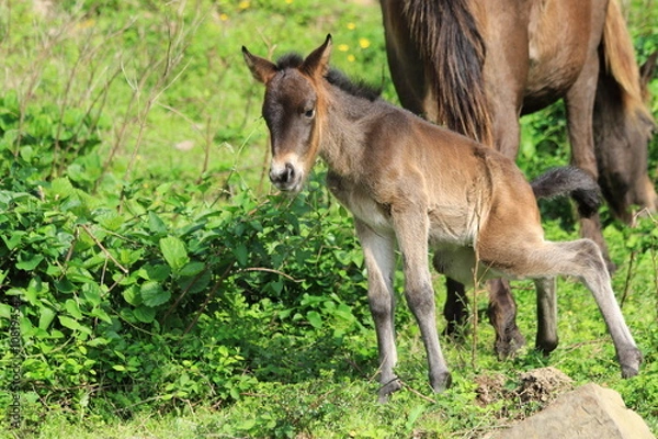 Obraz 仔馬のおしっこ