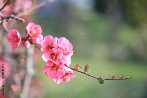 Obraz Cognassier à fleurs