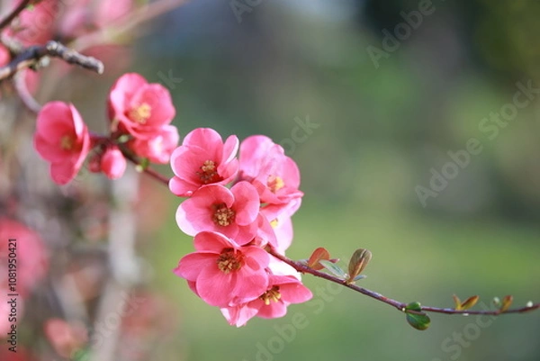 Obraz Cognassier à fleurs