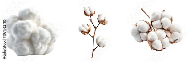 Fototapeta Set of cotton white flowers isolated on a transparent background