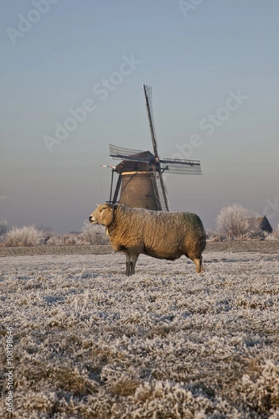 Obraz Kinderdijk in winter

