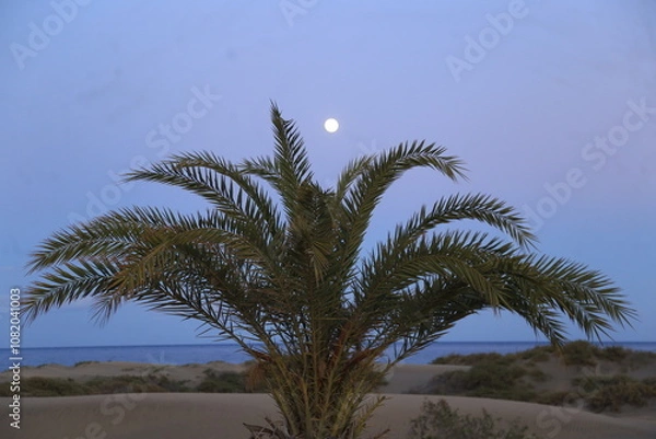 Obraz Cocotiers playa del ingles