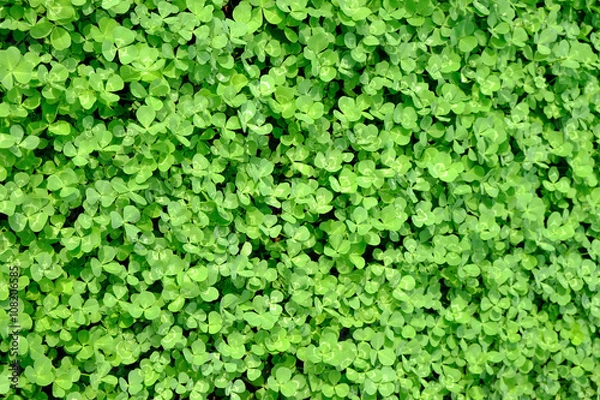 Obraz クローバー