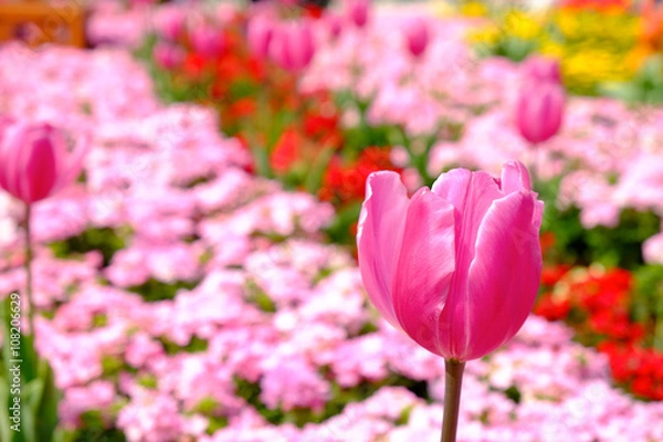 Obraz チューリップ