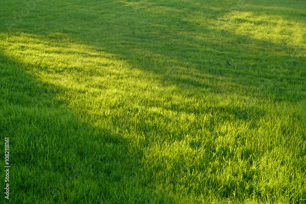 Fototapeta Pradera de hierba al atardecer