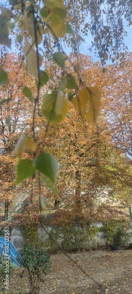 Obraz autumn in the forest