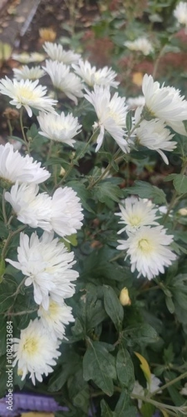 Obraz flowers in the garden