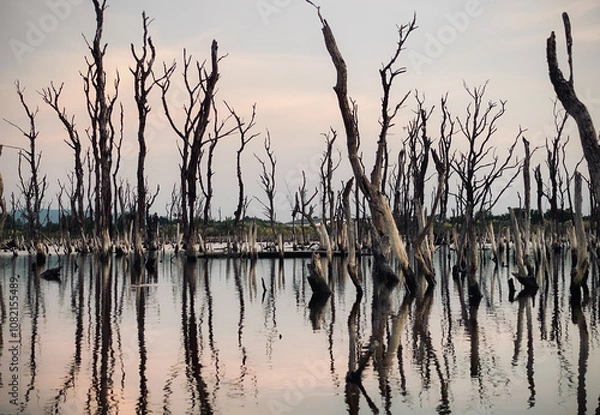 Fototapeta Destruction mangrove forest scenery, destruction mangrove forest is an ecosystem that has been severely degraded or eliminated such as habitat, and pollution, take care of the mangrove forest.