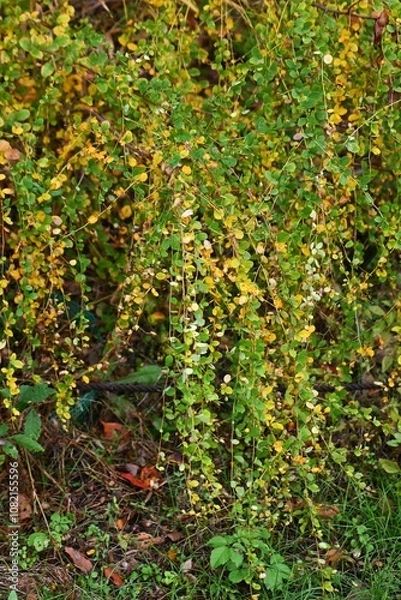 Fototapeta Yellow leaves of bush clover (Lespedeza). Fabaceae deciduous shrub.