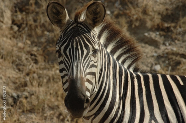 Obraz portrait de zèbre
