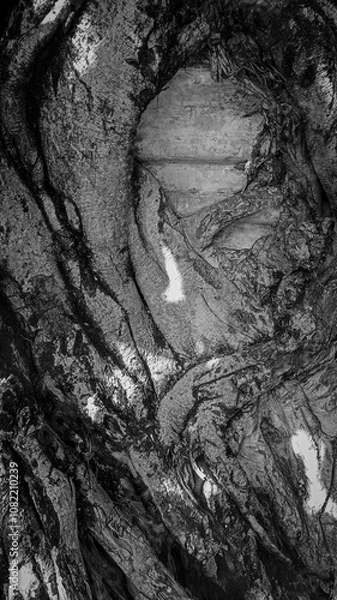 Obraz bark of a tree