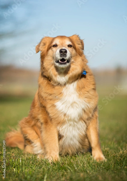 Obraz Golden retriever dog
