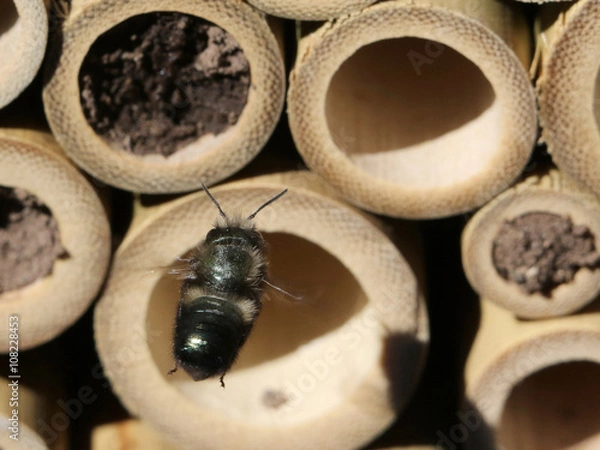 Obraz Mason Bee Approaching Nest