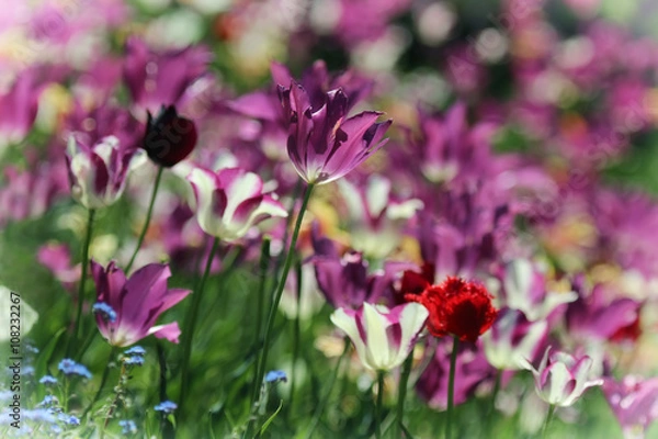 Obraz Beautiful tulips field 