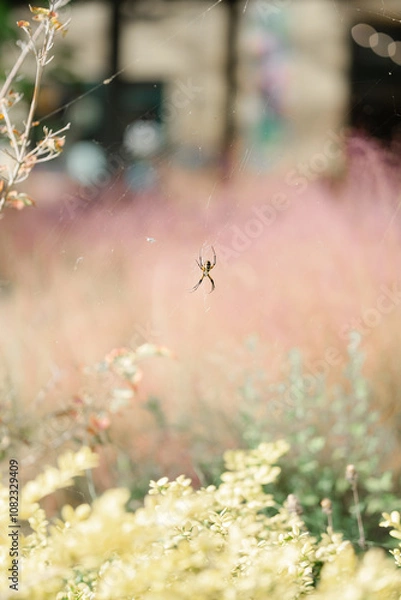 Fototapeta spider on a web