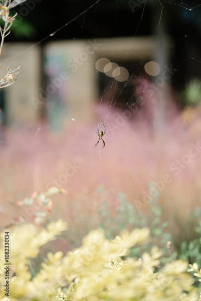 Obraz spider web in the dew