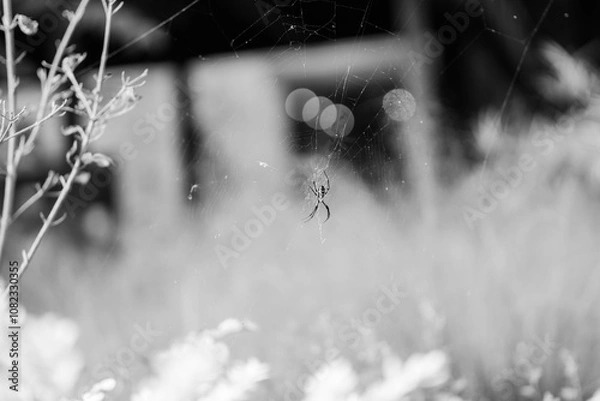 Fototapeta Spider on a web 