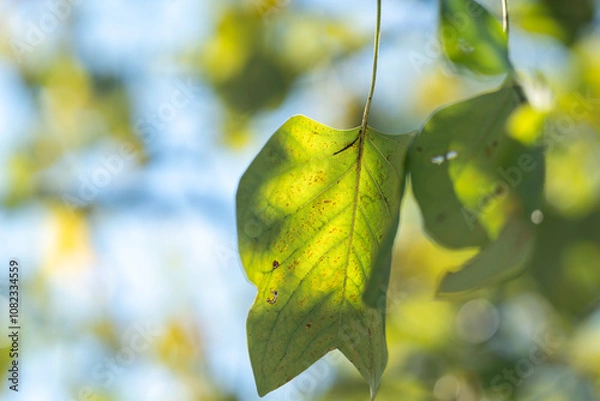 Fototapeta Green leaf with sky