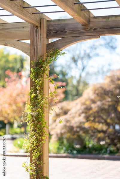 Obraz Vine grows up a pole