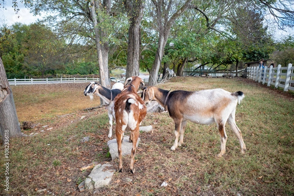 Obraz Goats by a barn