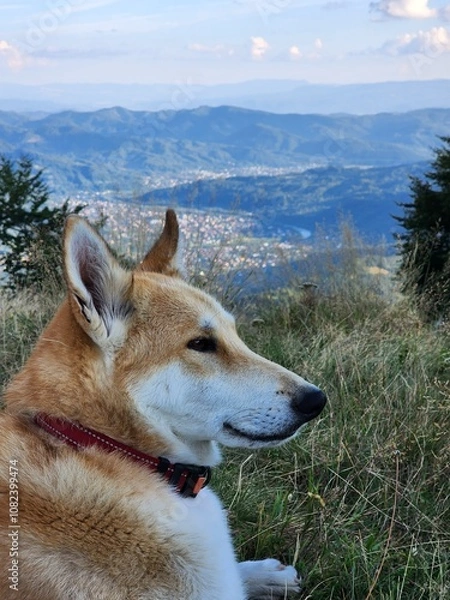 Obraz Carpathian Mountains
