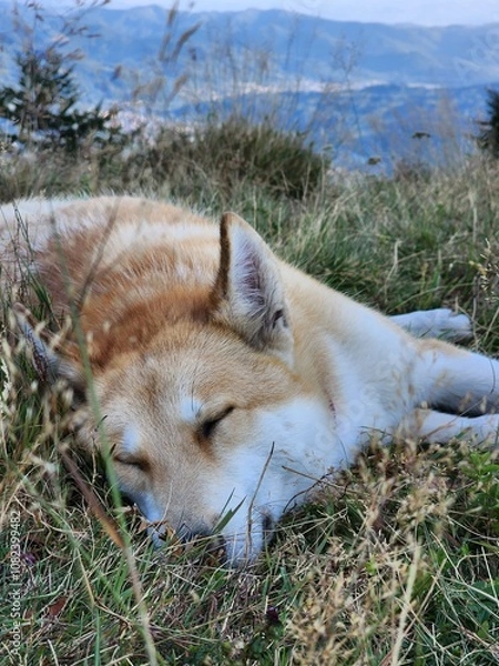 Obraz Carpathian Mountains