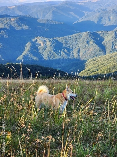 Obraz Carpathian Mountains