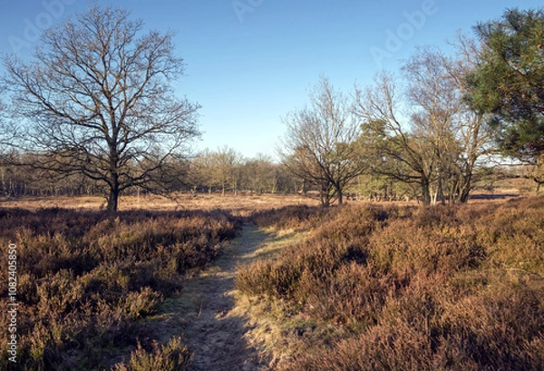 Obraz Sunny heathland landscape in the Netherlands in winter with a path through the heather.