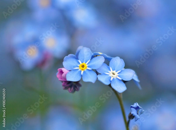 Obraz Forgetmenot, Myosotis flowers, macro photo with a soft background.