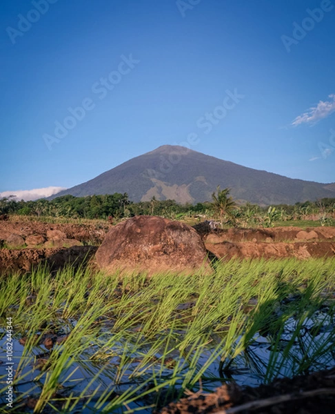 Fototapeta landscape view of rice fields with mountain background