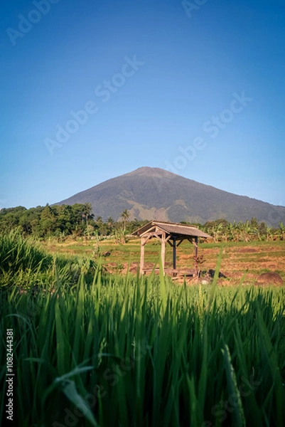 Fototapeta view of rice fields with a hut in the middle