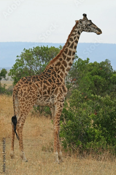 Fototapeta Giraffe