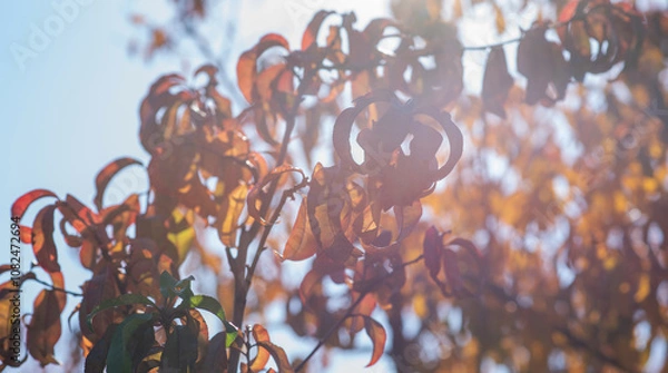 Fototapeta Backlit by the sun, the close-up of peachy autumn leaves creates a luminous, intimate portrait of fall in a tranquil orchard, their edges highlighted against a soft, bokeh backdrop.