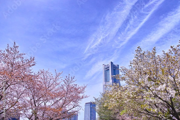 Fototapeta 桜と高層ビル