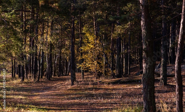 Fototapeta the serene beauty of a pine forest during early autumn, with sunlight filtering through the canopy, illuminating patches of the needle-strewn ground