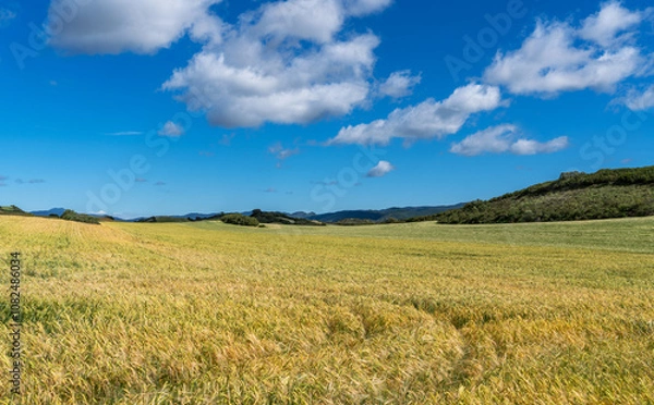 Fototapeta an expansive golden grain field undulating with the wind, set against a backdrop of rolling hills and a clear blue sky with scattered clouds.