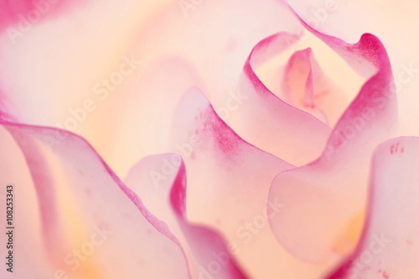 Obraz 要塞のように見えたピンクの薔薇