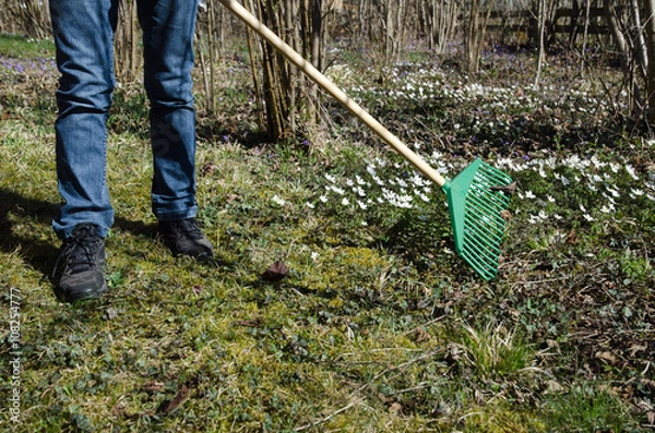Obraz Gardener with a green rake at spring