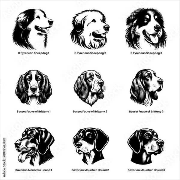 Fototapeta head of dog pyrenean sheepdog, basset fauve of britany and bavarian mountain hound