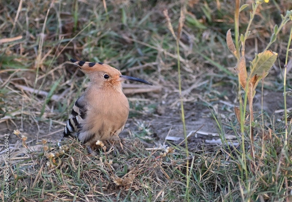Obraz An eurasian hoopoe is seen resting on the ground in a sparse vegitation near a wetlands lake