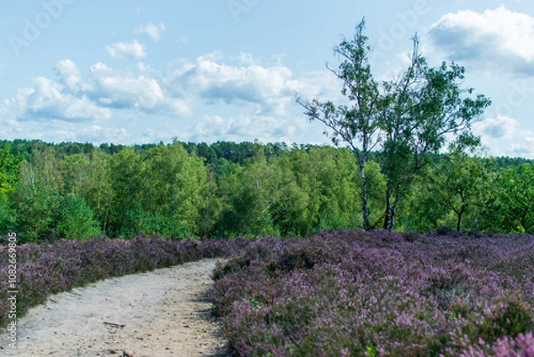 Obraz Kwitnące wrzosowisko