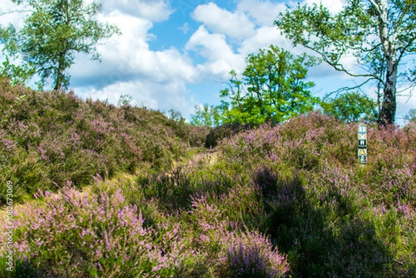 Obraz Kwitnące wrzosowisko