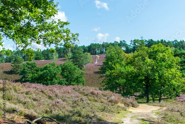 Obraz Kwitnące wrzosowisko