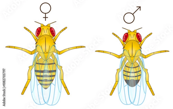 Fototapeta fruit fly vector
