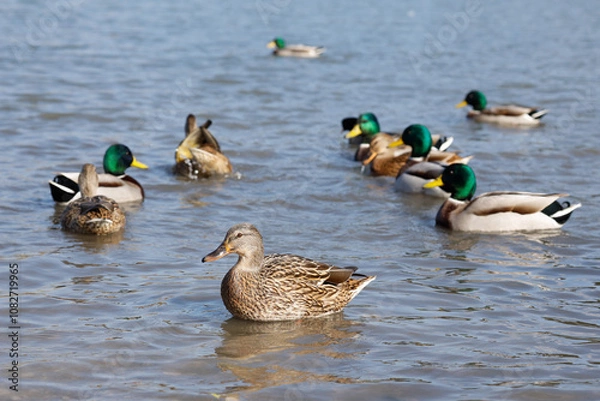 Fototapeta A group of wild ducks swim in a lake on a sunny spring day