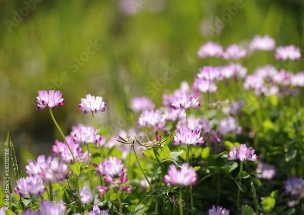 Fototapeta 田んぼの蓮華草