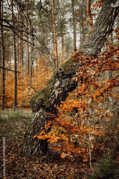 Obraz Las jesienią