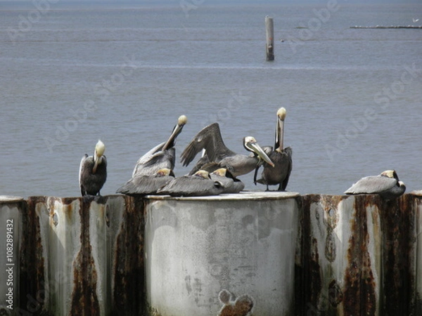 Obraz Pelicans resting by the water