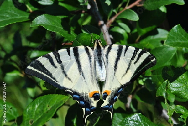 Obraz butterfly on a tree