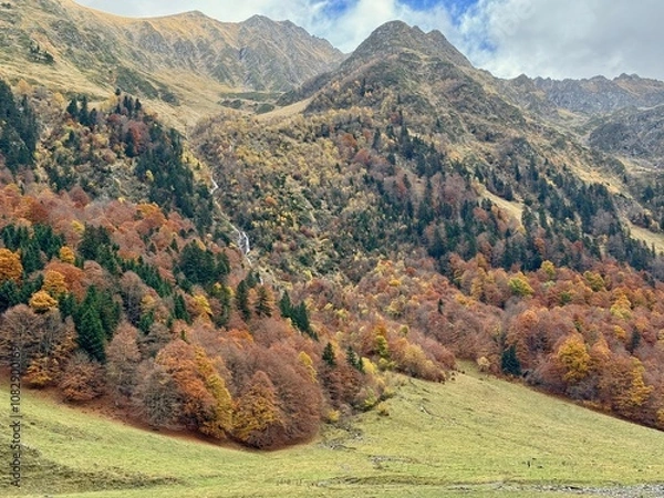 Fototapeta Hayedo abetal pirenaico en otoño